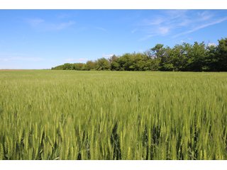 Tract 3 - Edwards County, KS farmland - LAND AUCTION - 647+/- ACRES OFFERED IN 4 TRACTS IN RENO & EDWARDS COUNTY, KANSAS
